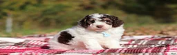 Miniature Poodle dogs for sale: Judd (AKC) - Ad 2