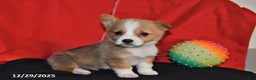 Welsh Corgi Pembroke dogs for sale: Carly - Ad 3