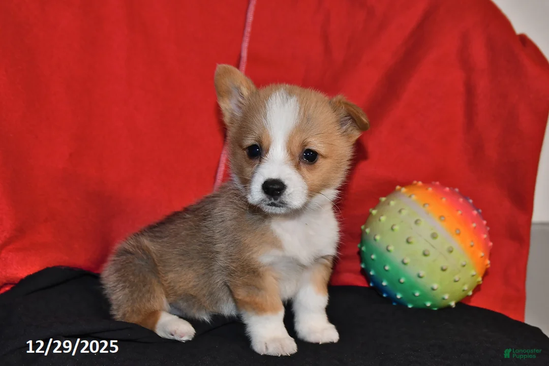 Welsh Corgi Pembroke dogs for sale: Carly - Ad 3