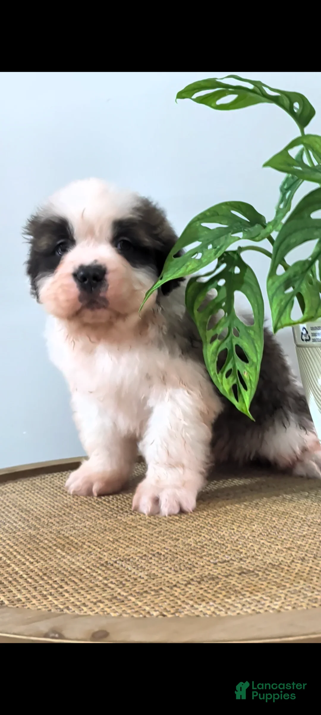 Saint Bernard dogs for sale: Bingo - Ad 1