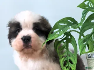 Saint Bernard dogs for sale: Bingo - Ad 2