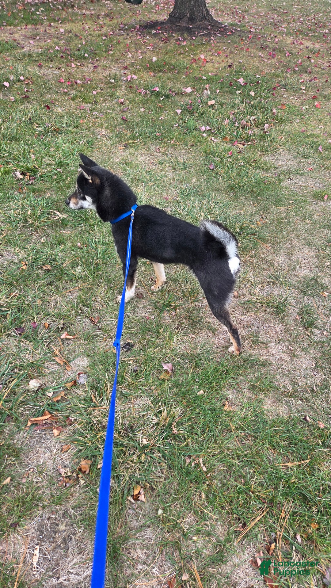 Shiba Inu dogs for sale: Shiba Inu Puppy 1 - Ad 7