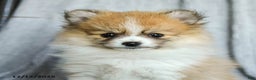 Pomeranian dogs for sale: Fluffy - Ad 5