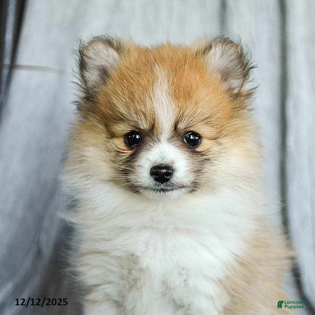 Pomeranian dogs for sale: Fluffy - Ad 5