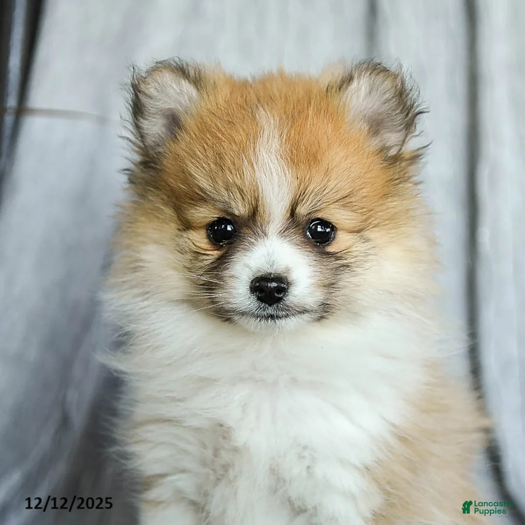 Pomeranian dogs for sale: Fluffy - Ad 5