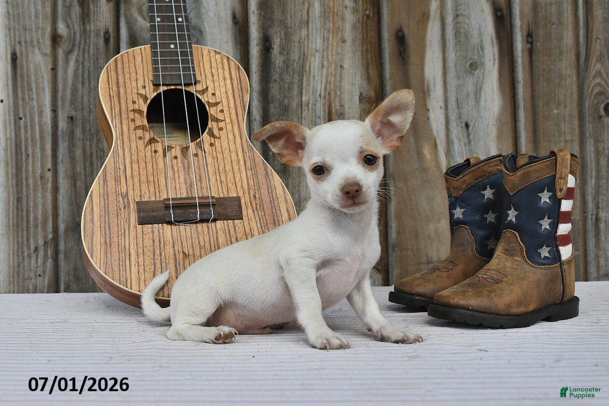 Chihuahua dogs Archie - Ad 2
