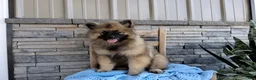 Keeshond dogs for sale: Daniel - Ad 4