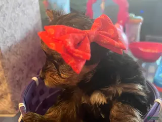 Yorkshire Terrier dogs Yorkshire Terrier Puppy 3 - Ad 30