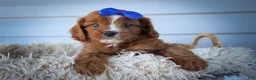 Cavapoo dogs for sale: Kyle🐾 - Ad 14