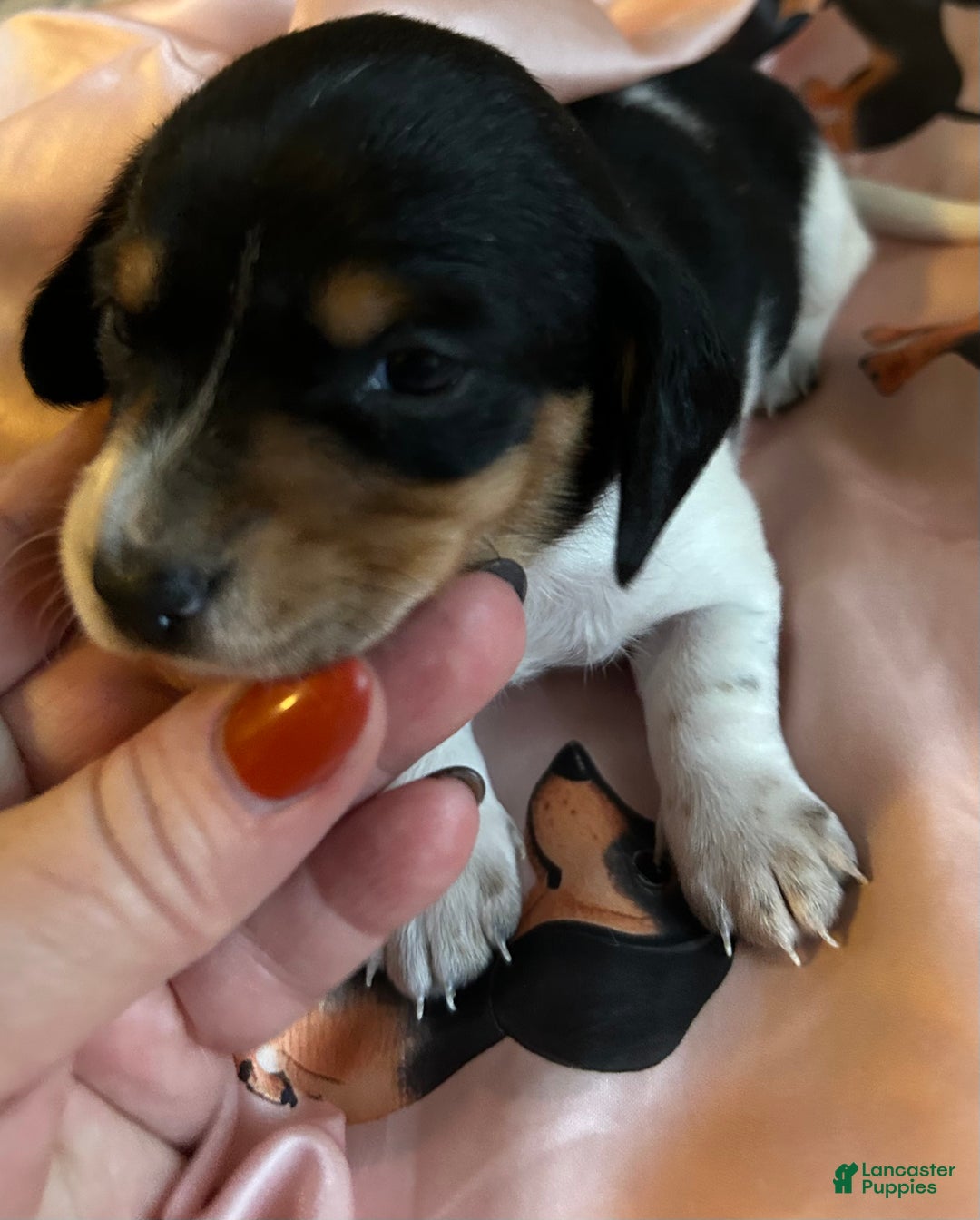 Miniature Dachshund dogs for sale: Sassyfrass  - Ad 1
