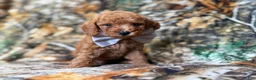Cavapoo dogs for sale: Landon - Ad 5