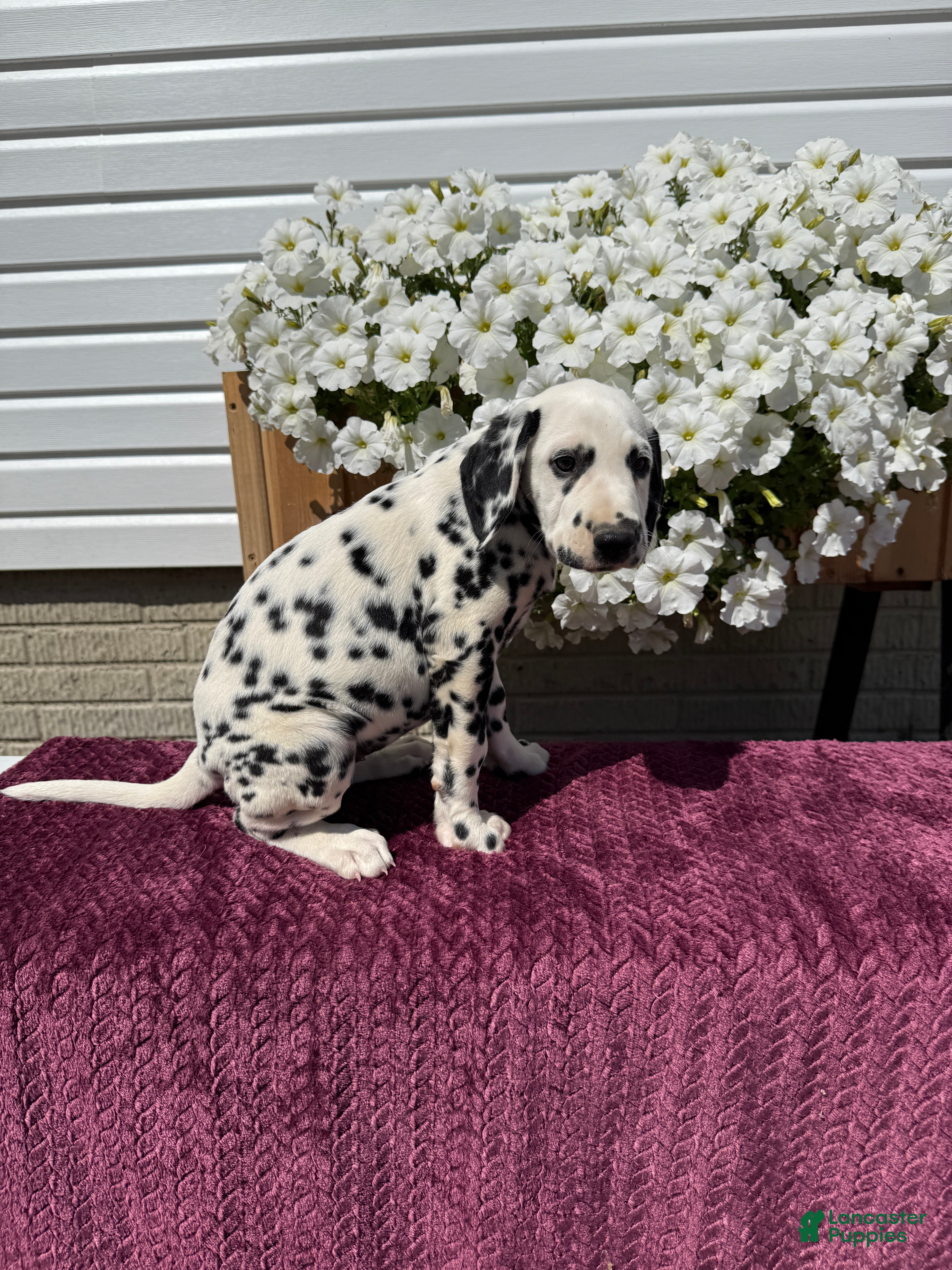 Dalmatian Puppies for sale Lancaster Puppies