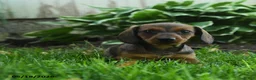 Miniature Dachshund dogs for sale: Fable - Ad 1