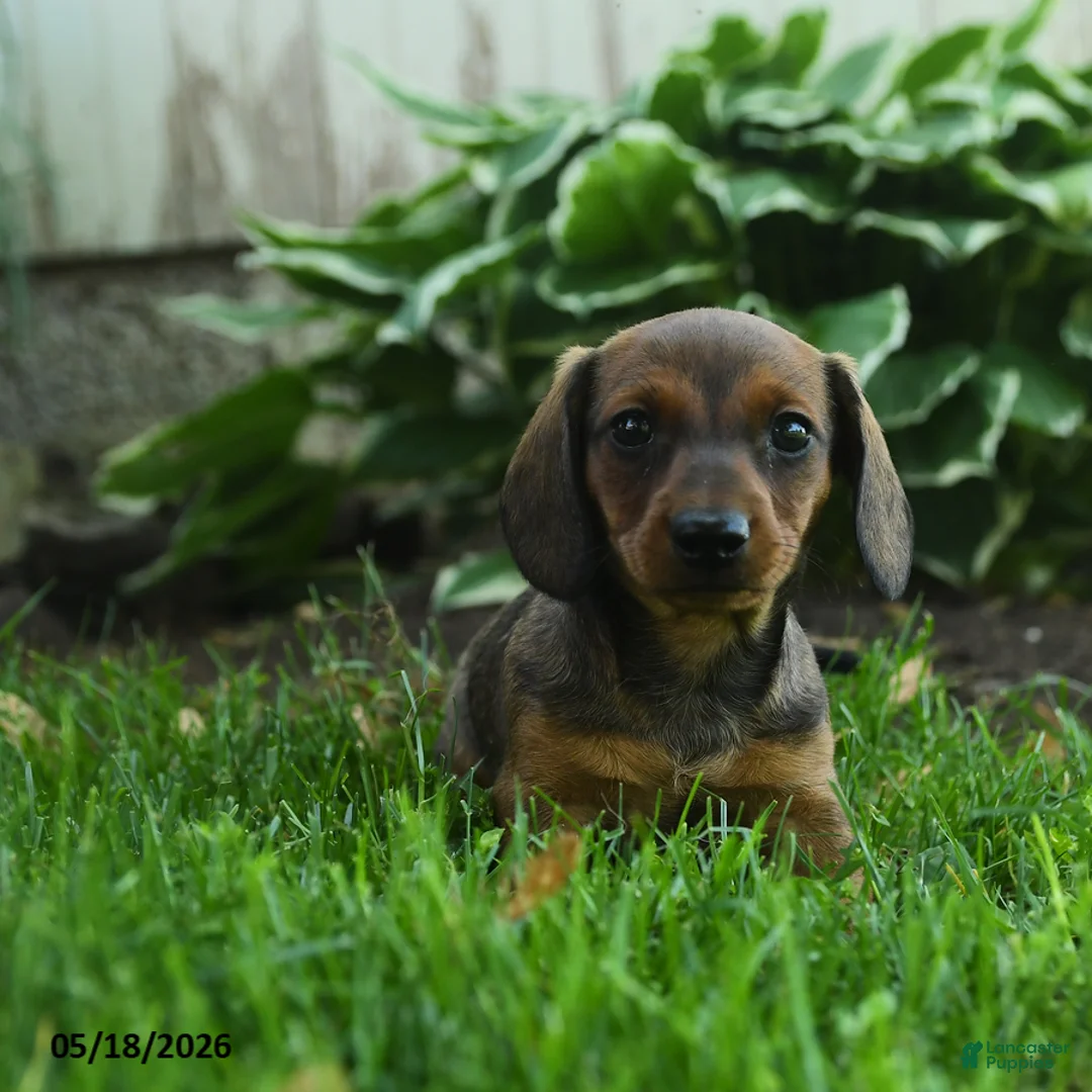 Miniature Dachshund dogs for sale: Fable - Ad 1