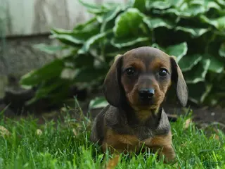 Miniature Dachshund dogs for sale: Fable - Ad 4