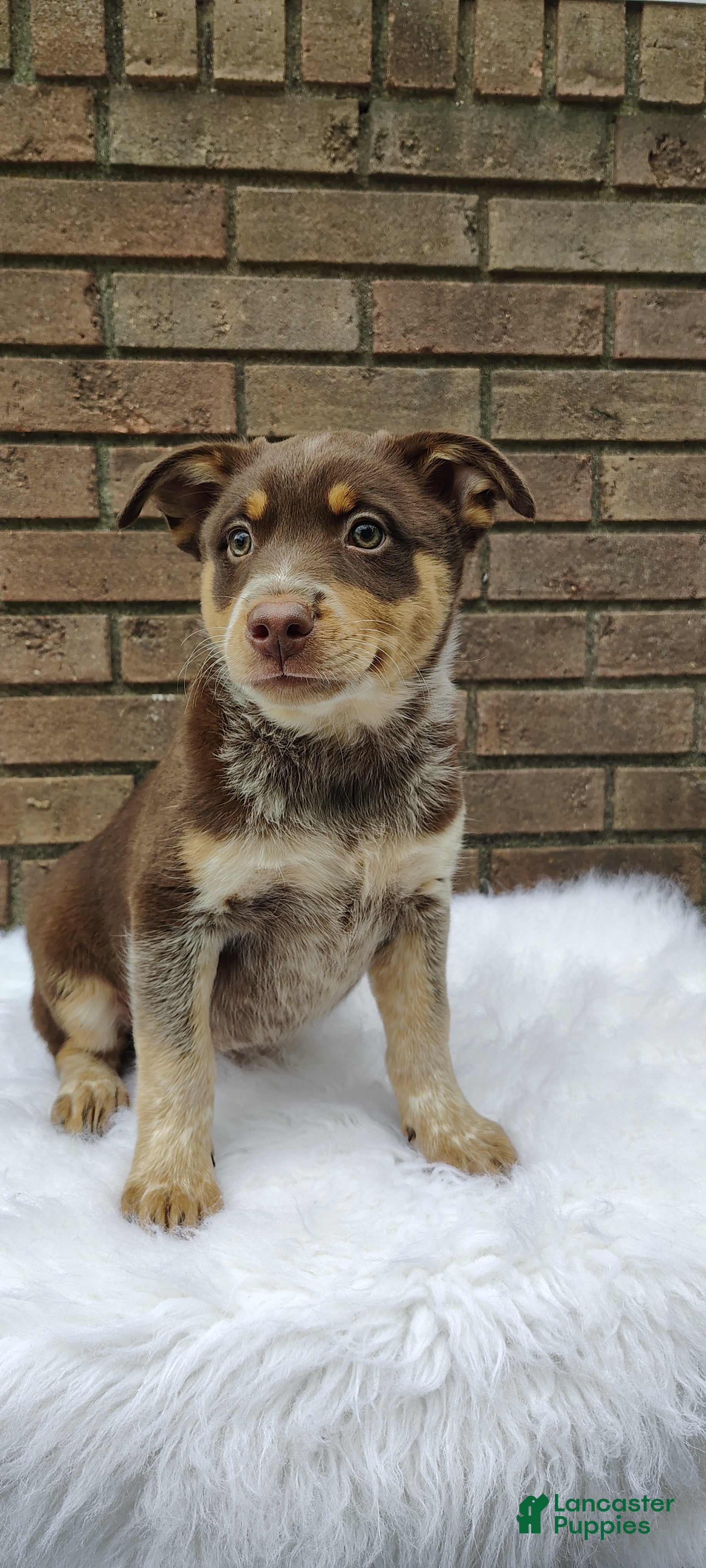 Mixed Breed dogs Bella - Ad 1