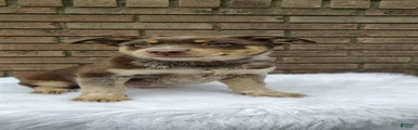 Bella