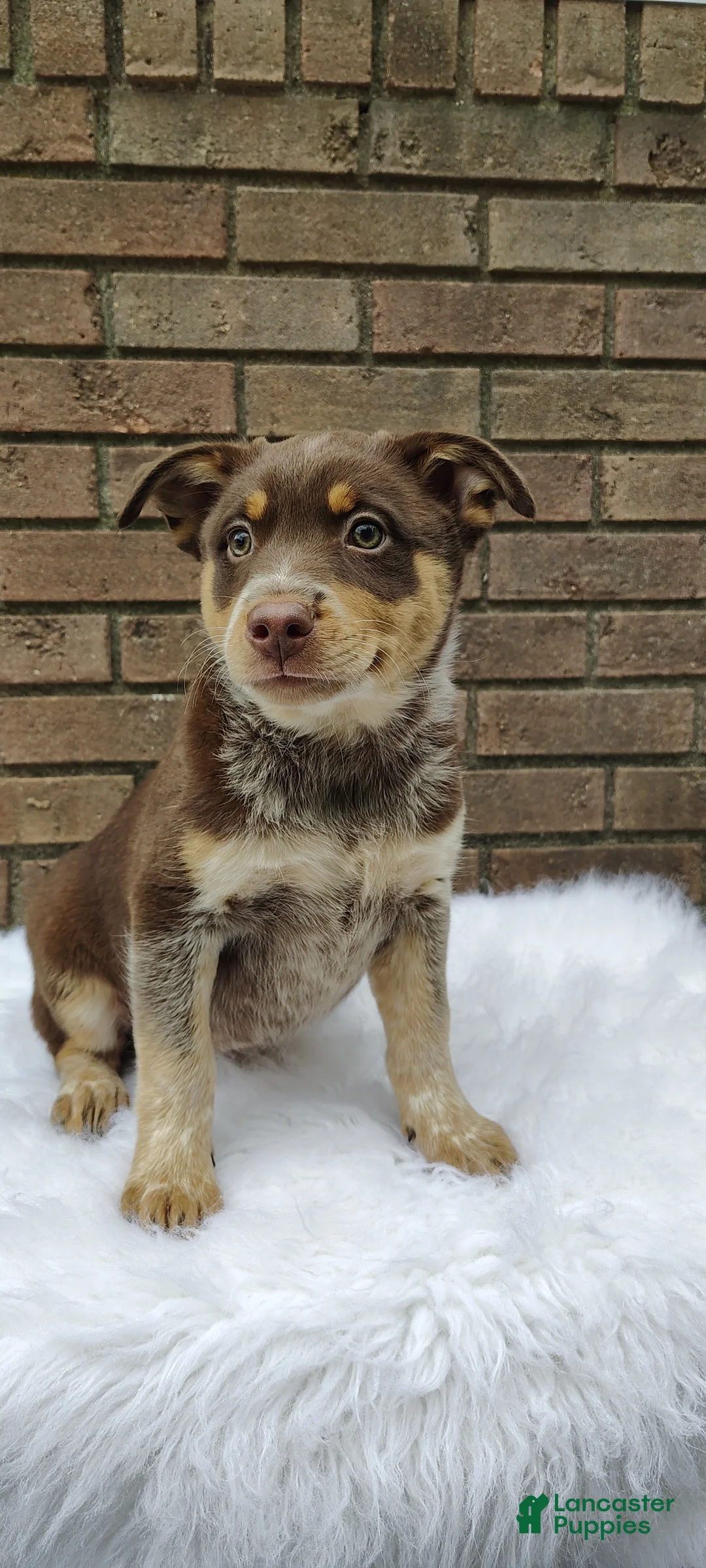 Mixed Breed dogs for sale: Bella - Ad 1