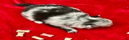 Pomeranian dogs for sale: Blue/Black Merle 4weeks  - Ad 7