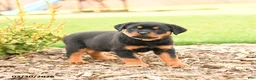 Rottweiler dogs for sale: Harvey - Ad 4