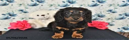 Miniature Dachshund dogs for sale: Jake - Ad 5