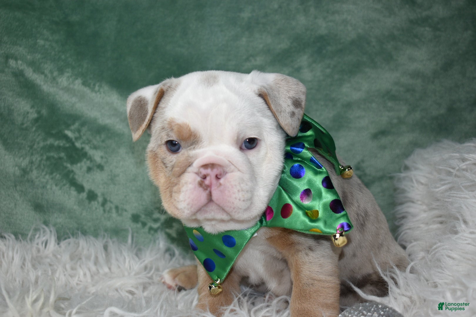 English Bulldog dogs Crystal  - Ad 10