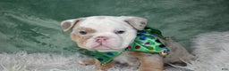English Bulldog dogs for sale: Crystal  - Ad 10
