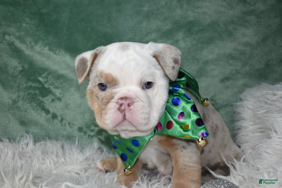 English Bulldog dogs for sale: Crystal  - Ad 10