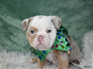 English Bulldog dogs Crystal - Ad 1