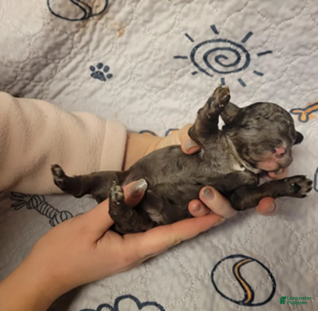 Goldendoodle dogs for sale: Sirrus - Ad 3