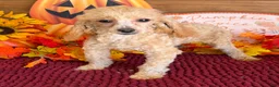 Toy Poodle dogs for sale: Stella - Ad 1