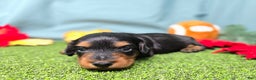 Dachshund dogs for sale: Emmie - Ad 3