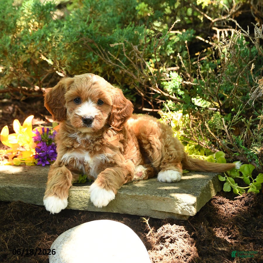 Mini Goldendoodle dogs Forest - Ad 2