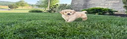 Golden Retriever dogs for sale: Max - Ad 2