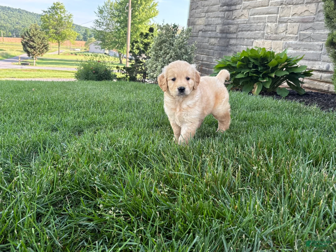 Golden Retriever dogs for sale: Max - Ad 2