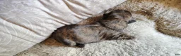 Shih Tzu dogs for sale: Shih Tzu Puppy 1 - Ad 5