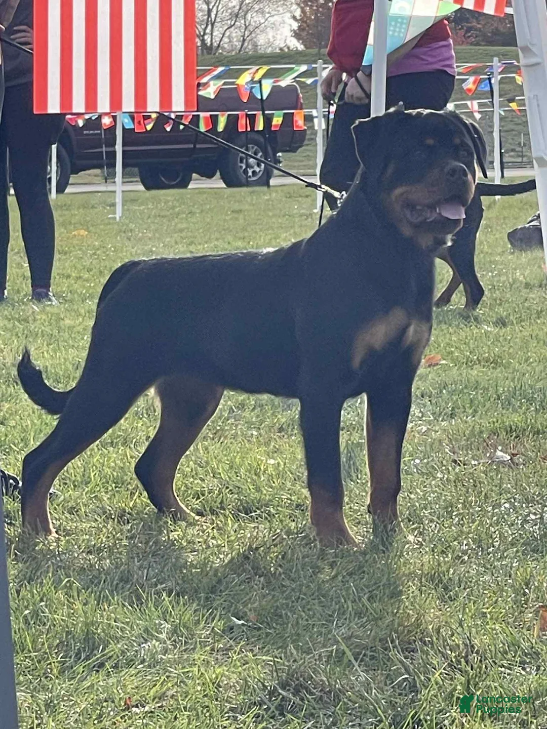 Gallery Image {{count}}