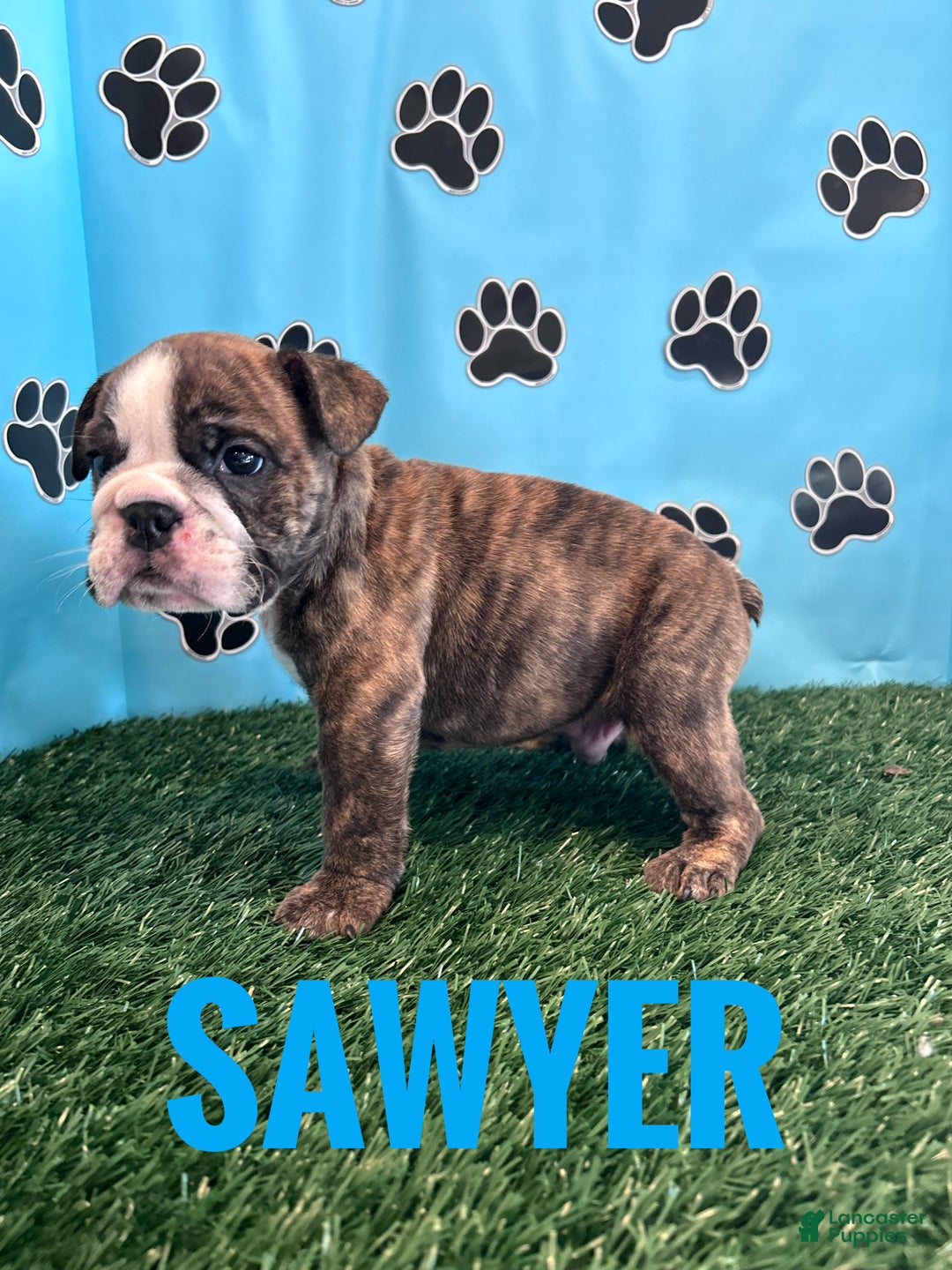 English Bulldog dogs for sale: SAWYER - Ad 4