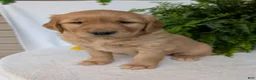 Golden Retriever dogs for sale: Indy - Ad 10