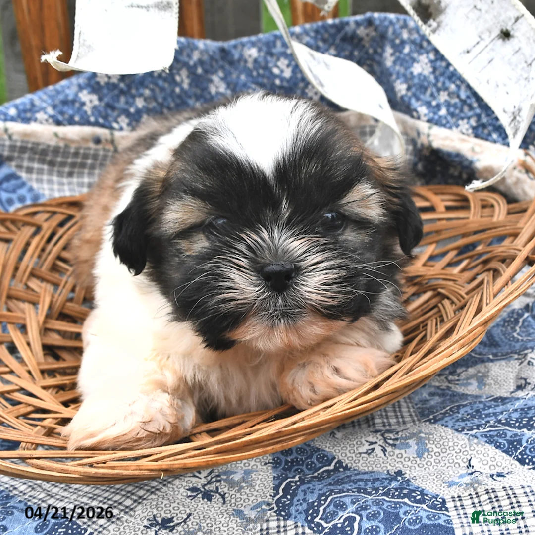 Teddy Bear dogs for sale: Mocha - Ad 1