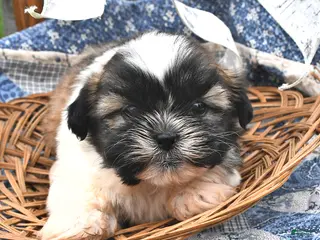 Teddy Bear dogs for sale: Mocha - Ad 3