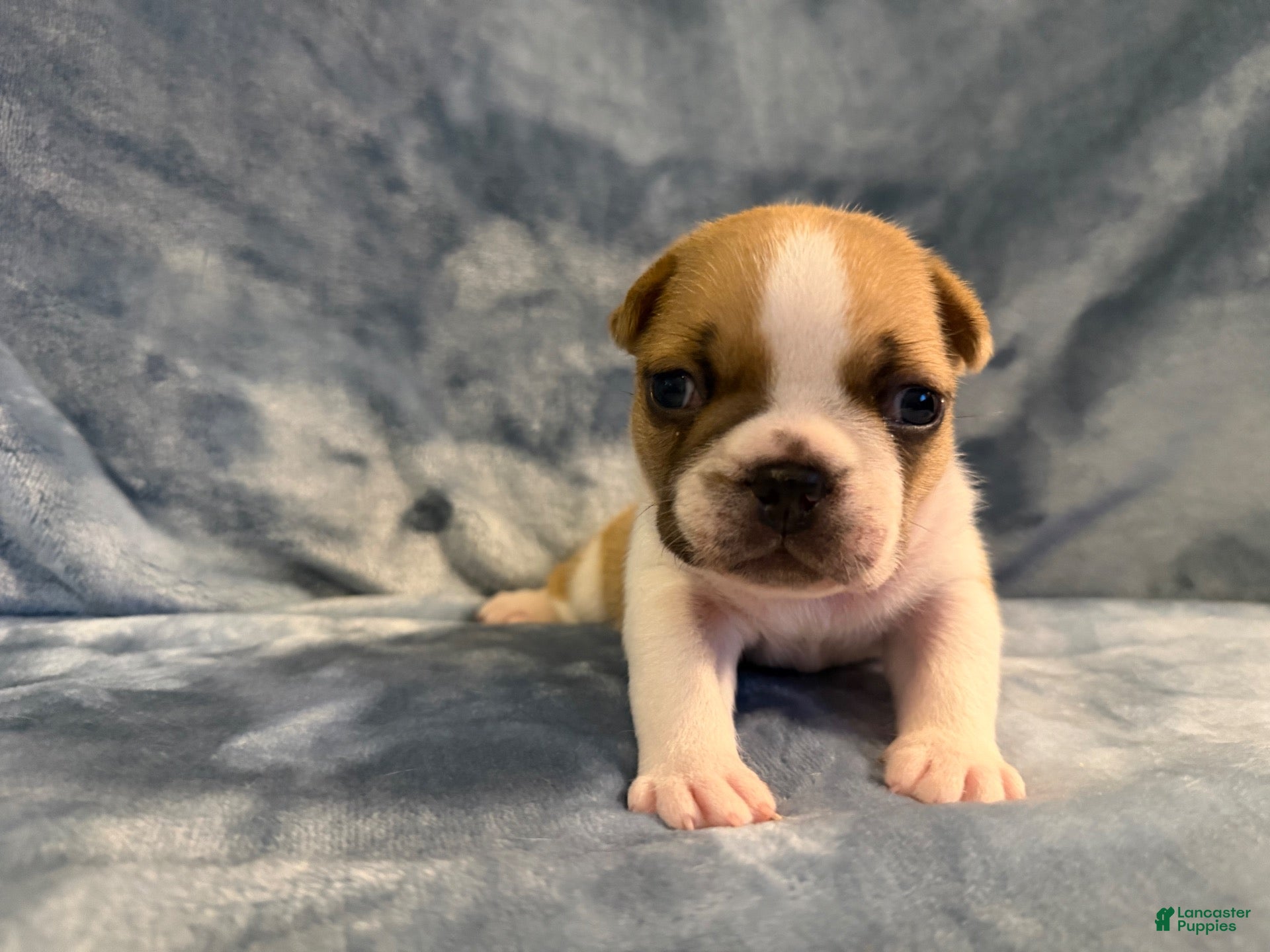 French Bulldog