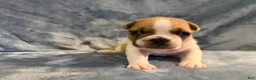 French Bulldog dogs for sale: French Bulldog 1 - Ad 1