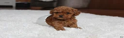 Toy Poodle dogs for sale: Teacup Aubrey - Ad 8