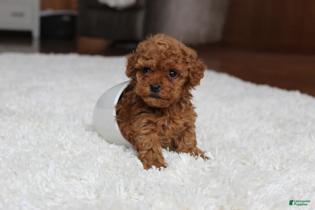 Toy Poodle dogs for sale: Teacup Aubrey - Ad 8