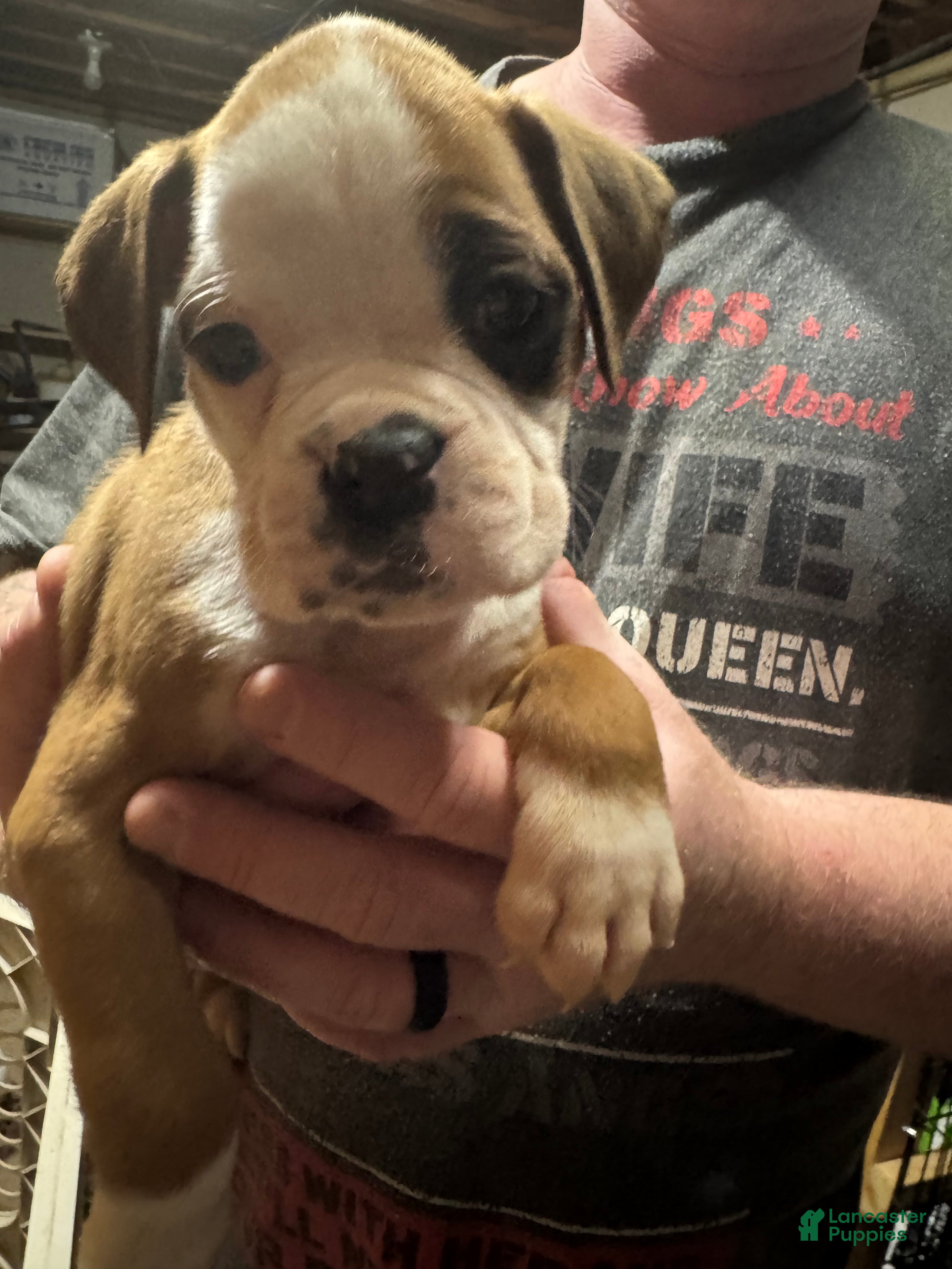 Boxer dogs Luna  - Ad 12