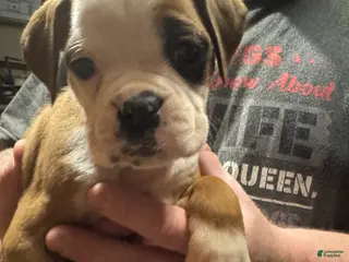 Boxer dogs Luna - Ad 12