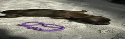 Belgian Malinois dogs for sale: Purple Collar - Ad 3