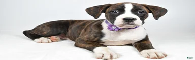 Rose Boxer mix