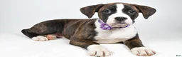 Boxer dogs for sale: Rose Boxer mix - Ad 1